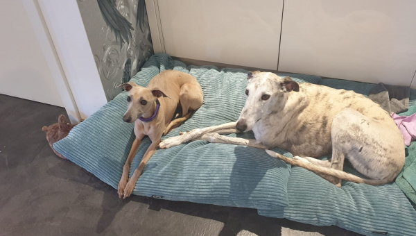 Unsere kleine Cherie durfte vergangenes Wochenende in ihr neues Zuhause umziehen…